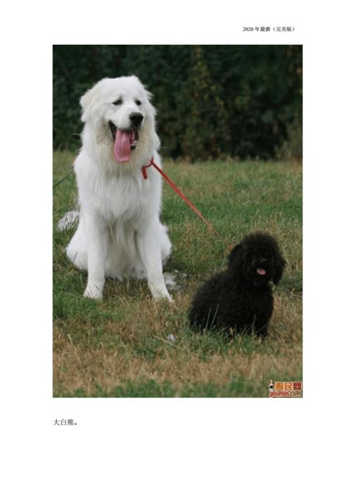 宠物狗饲养和训练手册