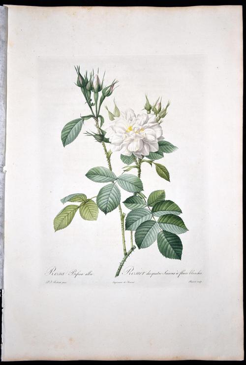 欧洲花卉彩se+tu鉴(5本PDF)