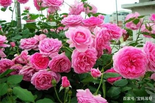 养兰千问,图解月季栽培与观赏