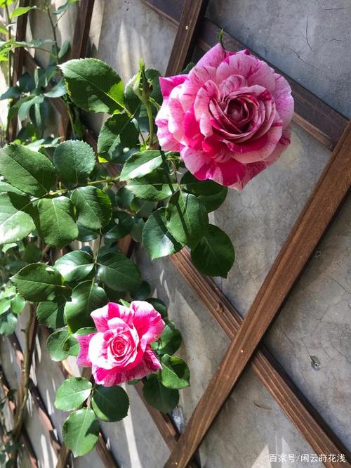 养兰千问,图解月季栽培与观赏