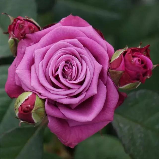 养兰千问,图解月季栽培与观赏