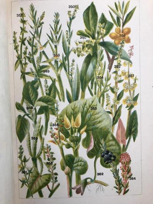 盆花栽培与鉴赏彩se+tu鉴