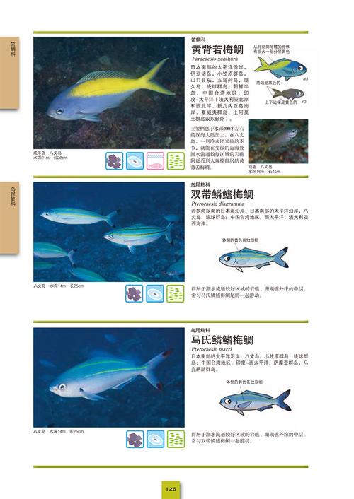 全世界300种鱼彩se+tu鉴PDF