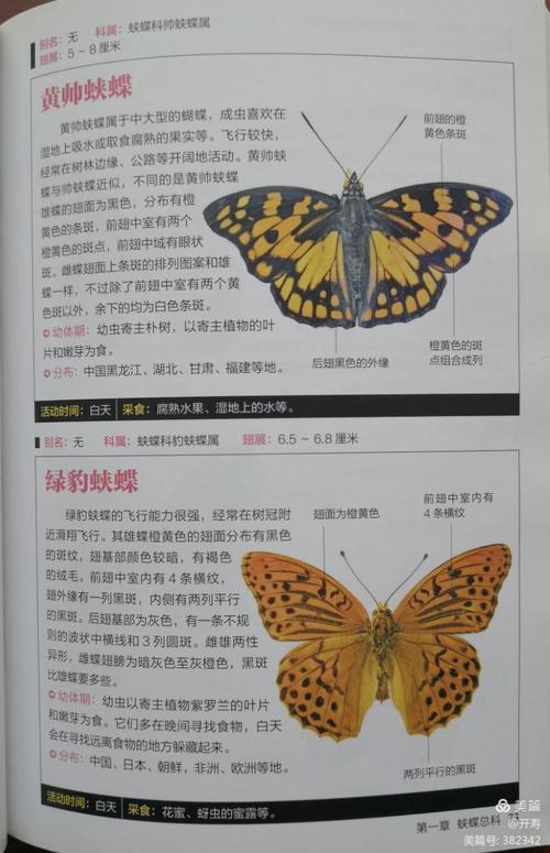 彩se+tu鉴：全球500多种蝴蝶，5本PDF