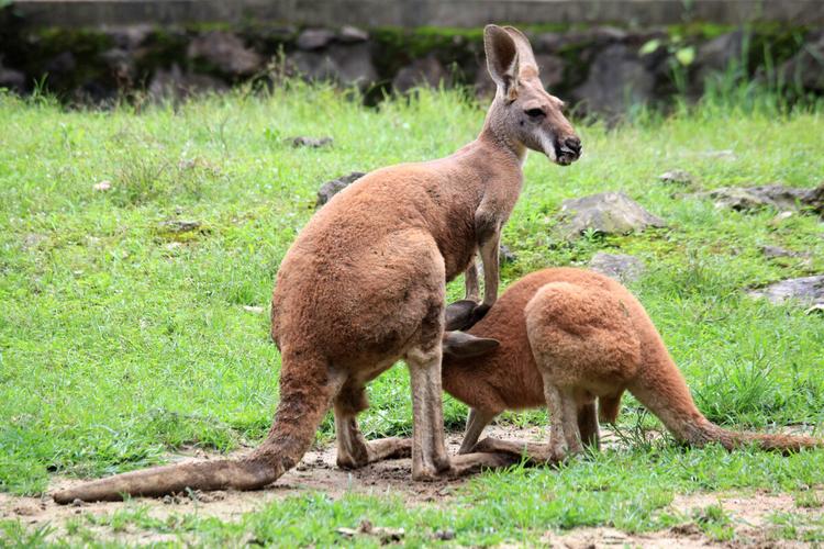 全世界450多种哺乳动物百科5本PDF格式