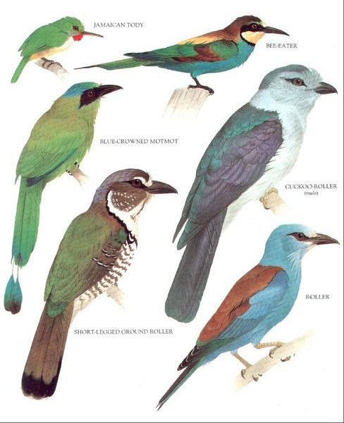 365天动物趣事:每天都有新奇有趣的动物故事等你发现!世界鸟类图鉴:探索世界各地的鸟类多样性,了解它们的特征和习性!PDF:方便快捷的电子书格式,随时随地阅读你喜欢的内容!