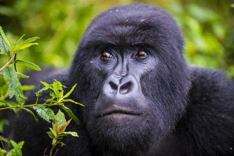 世界名花鉴赏图谱