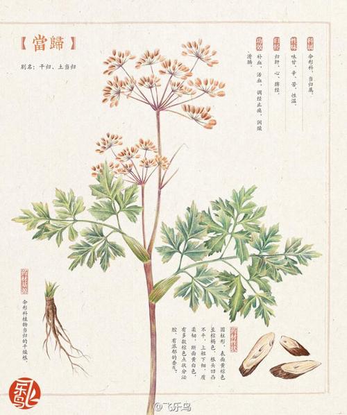 《本草纲目》全本擦图版