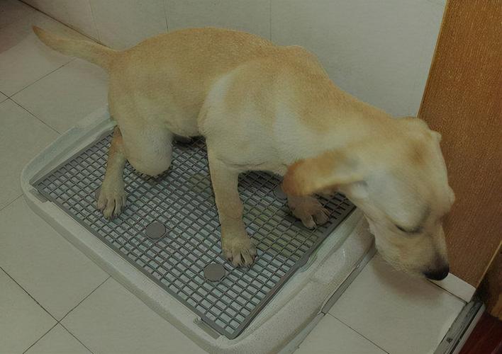 宠物狗训练秘籍