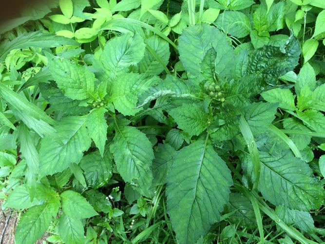 有害植物彩se+tu鉴：揭示植物生命的答案