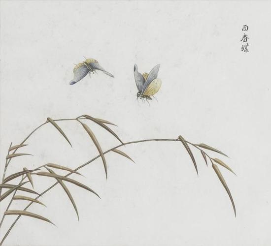 花草、鱼、鸟和虫的图册