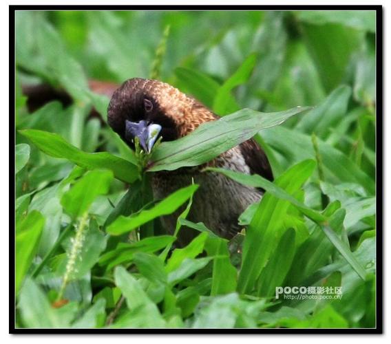 花草、鱼、鸟和虫的图册