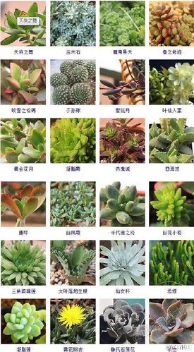 多肉植物图鉴：400多种多肉植物的详细介绍与图片