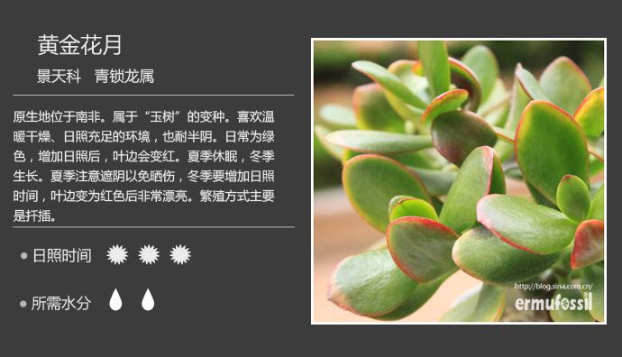 多肉植物图鉴：400多种多肉植物的详细介绍与图片