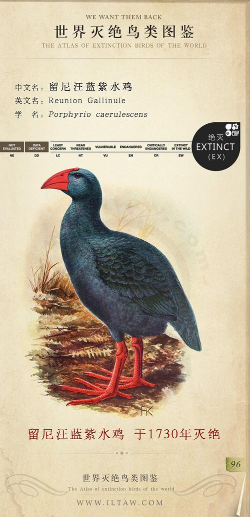 彩色鸟类图鉴,收录800多种鸟类