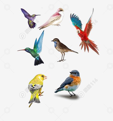 彩色鸟类图鉴,收录800多种鸟类