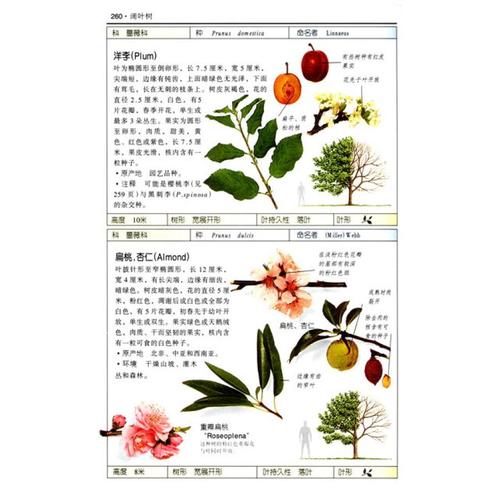 珍藏图鉴丛书：盆栽花草植物彩se+tu鉴