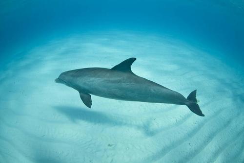 彩se+tu鉴:全球79种鲸和海豚的精美擦图