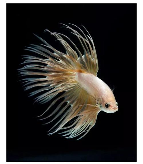 全世界300种鱼的彩se+tu鉴