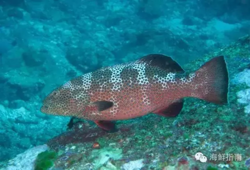 全世界300种鱼的彩se+tu鉴