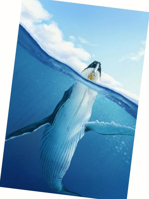 海洋生物彩se+tu鉴：鲸、海豚、贝壳