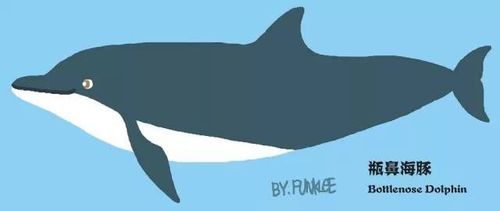 海洋生物彩se+tu鉴：鲸、海豚、贝壳