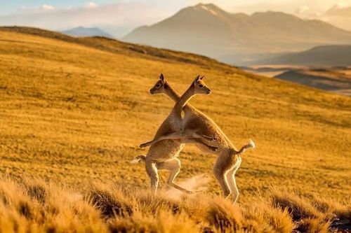 2021年9月,10月,Nation...hic,国家地理杂志国家地理杂志2021年9月和10月期刊