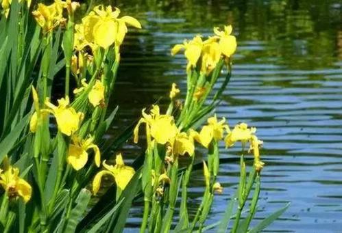 湿地植物彩se+tu鉴:365种水生、湿生、沼生植物的电子书(PDF格式)