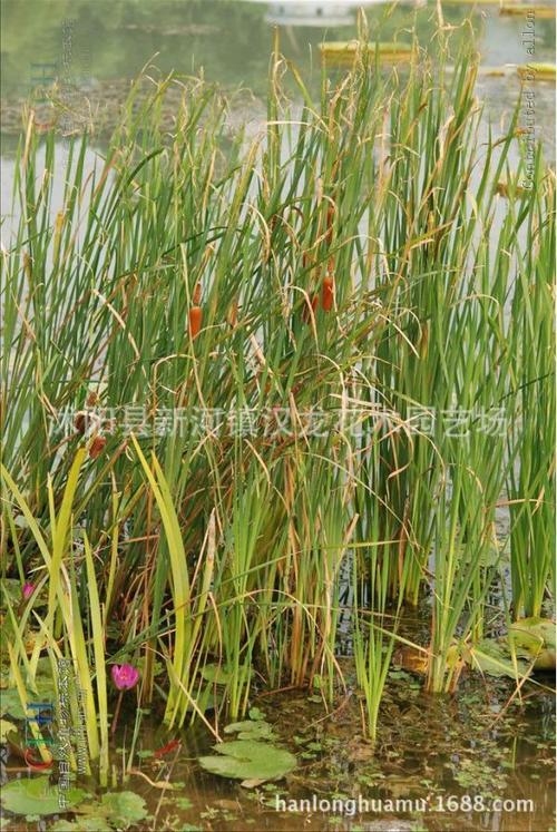 湿地植物彩se+tu鉴:365种水生、湿生、沼生植物的电子书(PDF格式)