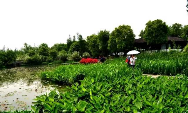 湿地植物彩se+tu鉴:365种水生、湿生、沼生植物的电子书(PDF格式)