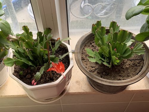 养花的技巧和方法