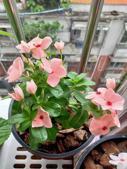 养花的技巧和方法