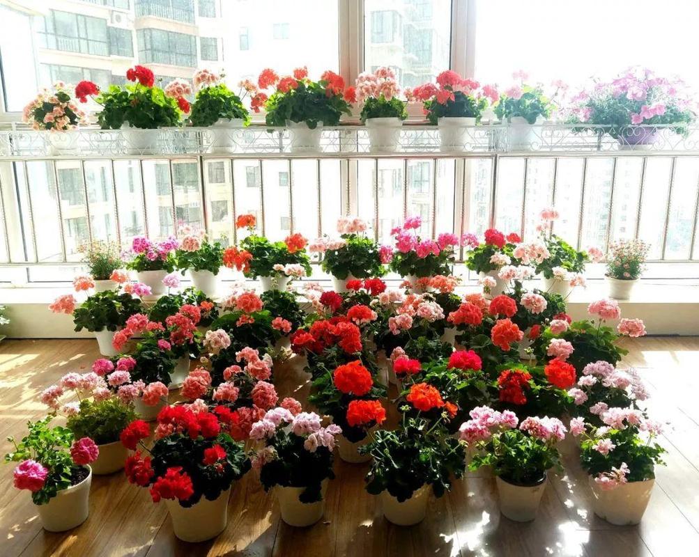 养花的技巧和方法